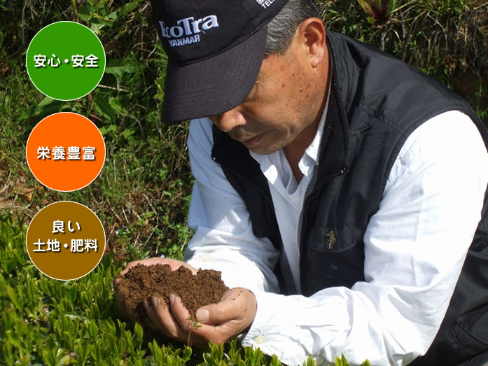 安心・安全 栄養豊富 良い土地・肥料