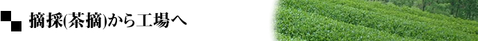 摘採(茶摘)から工場へ